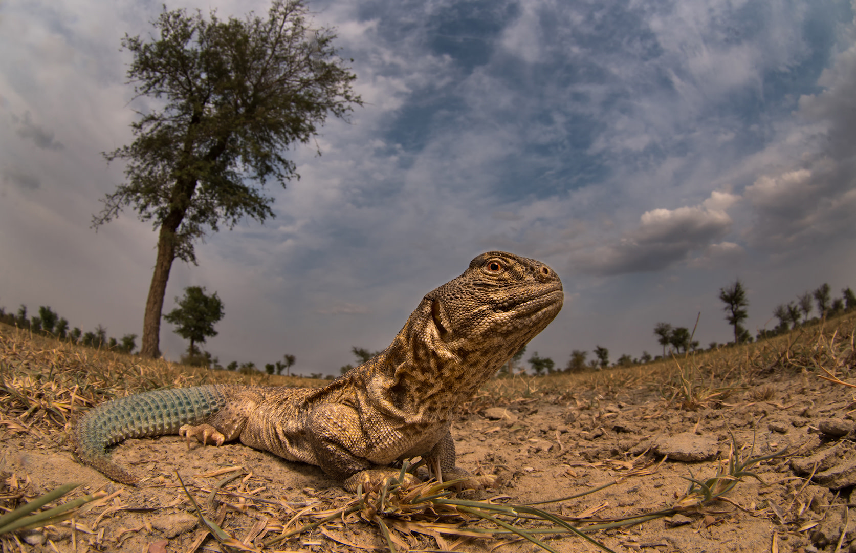Meet Spiny, the Only Herbivorous Lizard Species in India