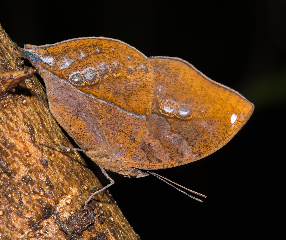 Masters of Disguise: Blue Oakleaf Butterfly