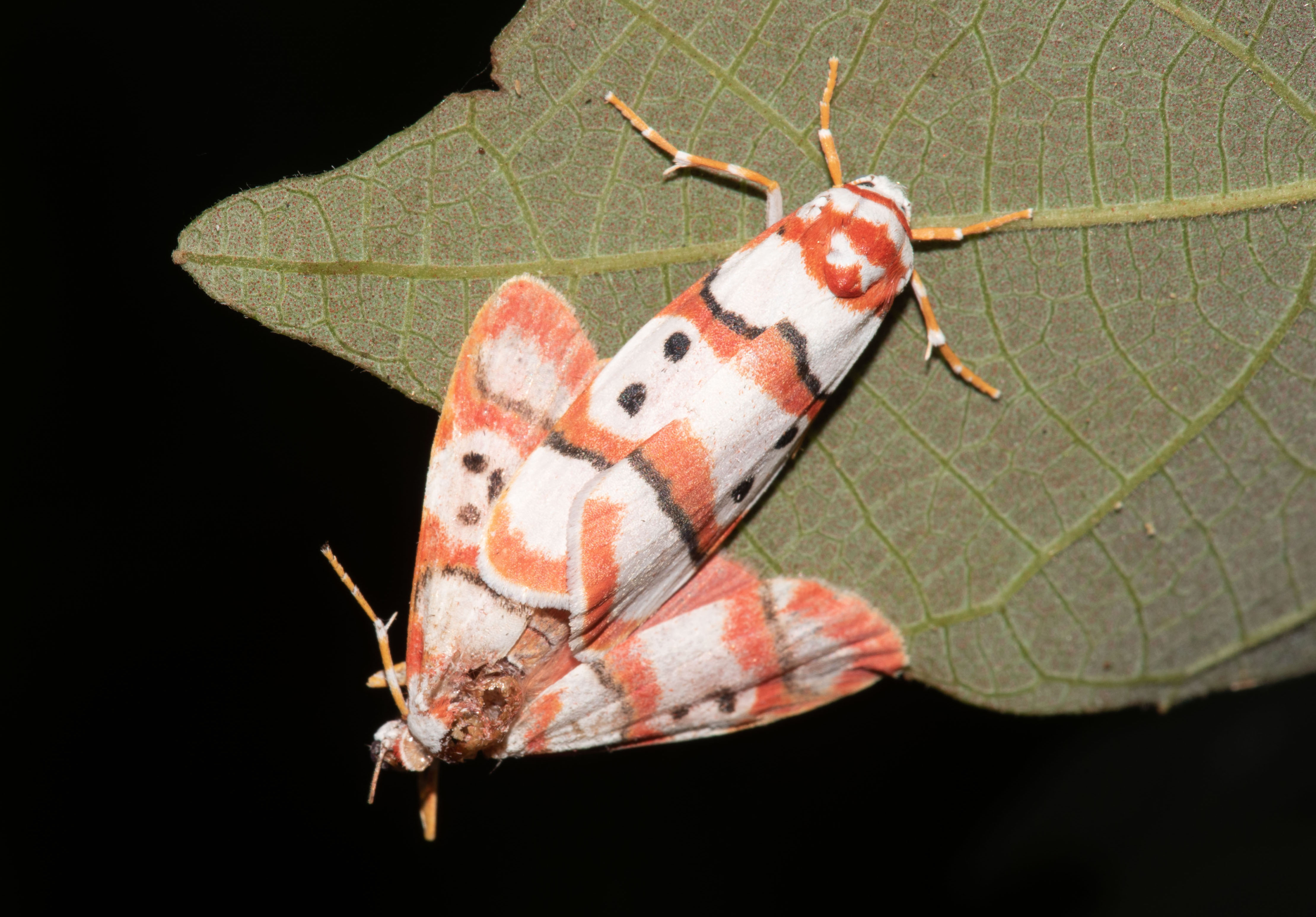 On a Wing: Titli Utsavs in Uttarakhand