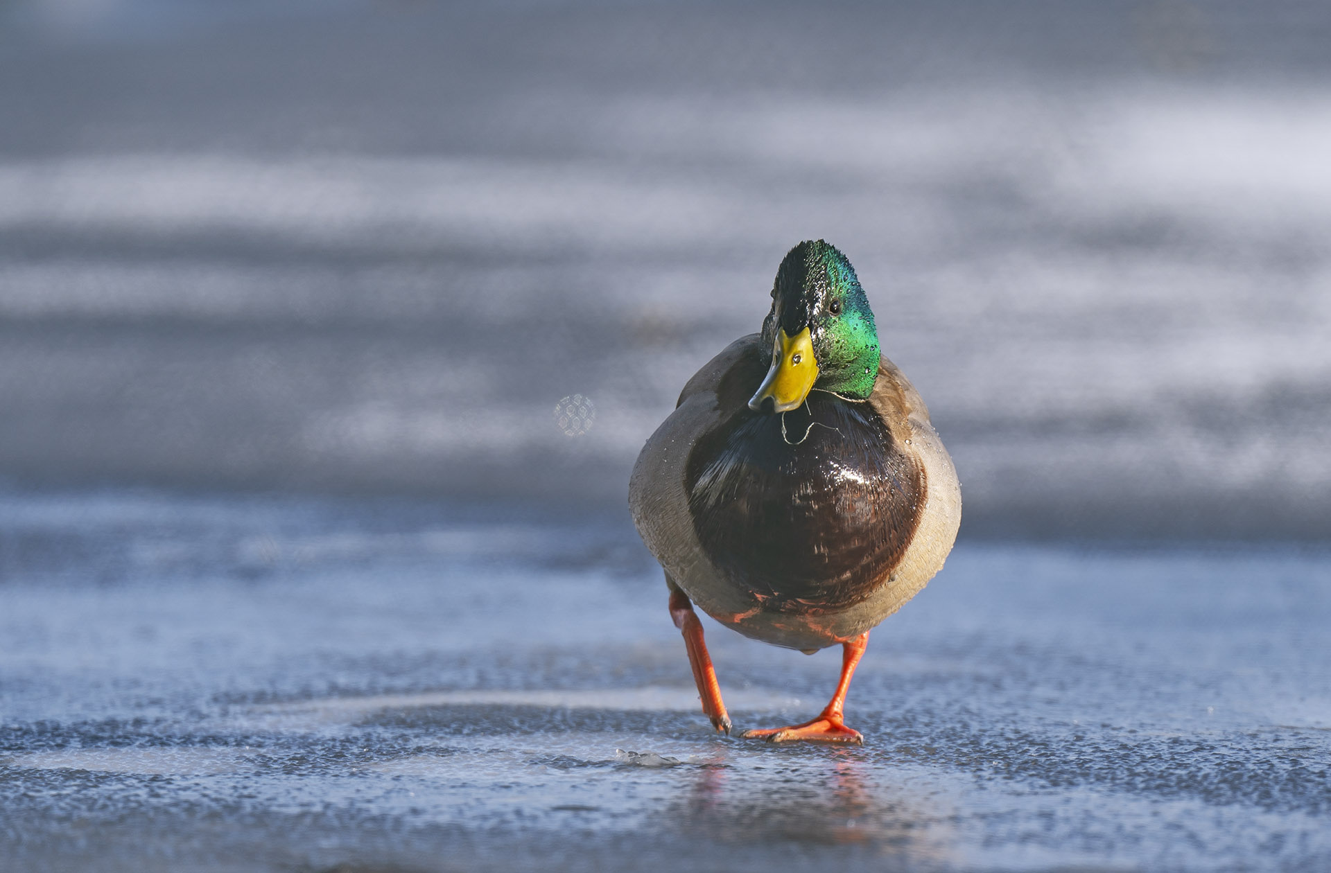 In Fine Feather: Spotting Birds in Ladakh