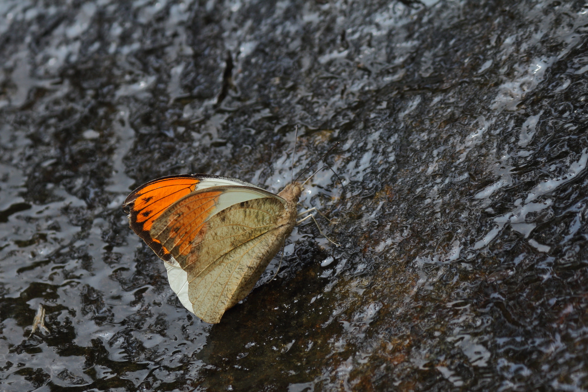 When Danger Lurks: Toxic Beauties in Action