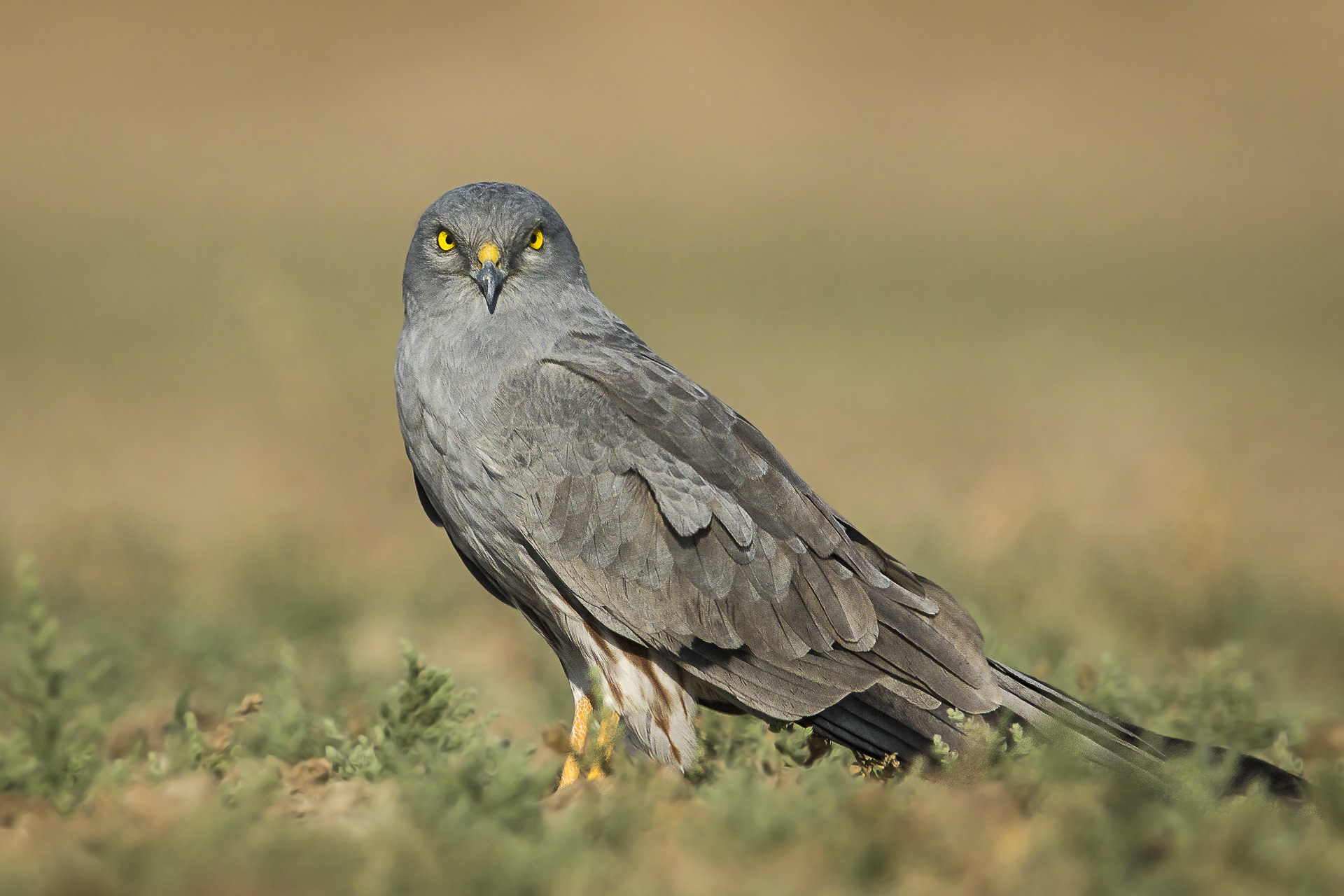 Montagu’s Harriers: The Slender Hawks of Velavadar