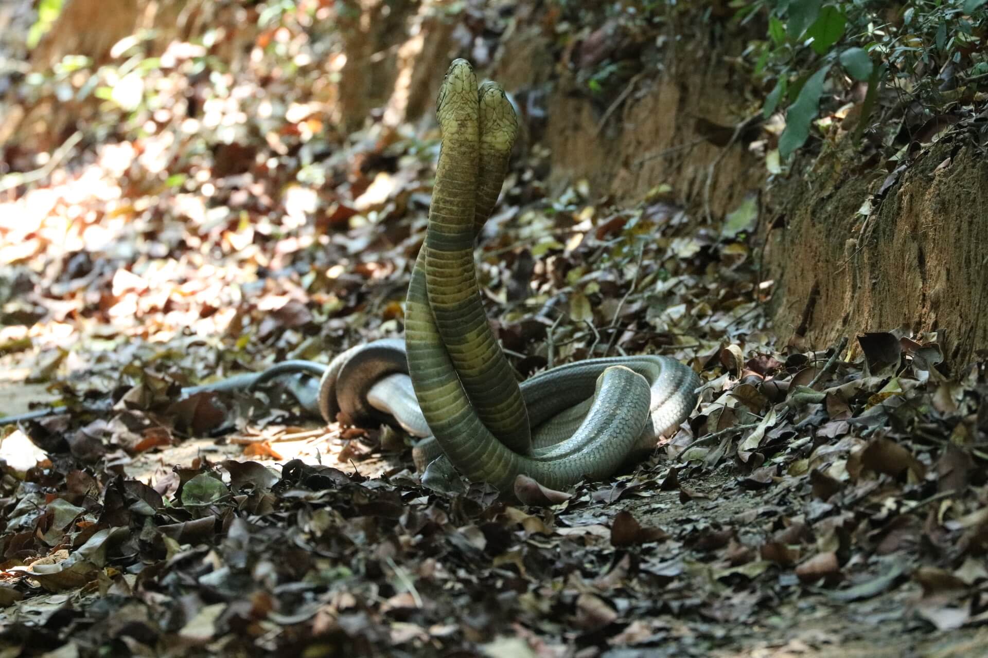 Clash of the Titans: When the King Cobra Meets a Rock Python