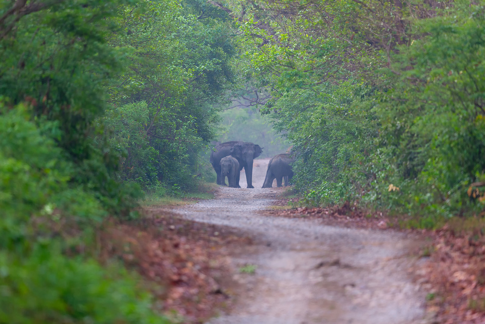 When Elephants Rage