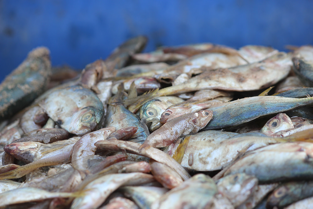 Treasure or Trash? When Unwanted Fish Sustain Livelihoods