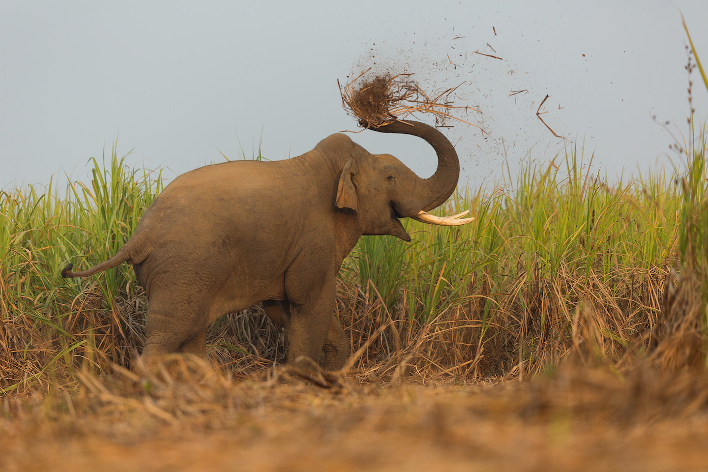 Breaking Bad: The Brotherhood of Bull Elephants