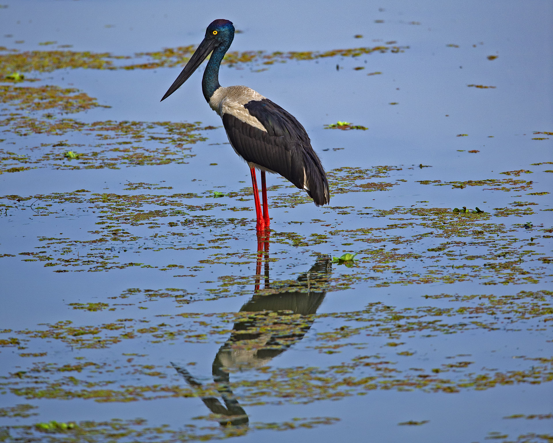 Black-necked Stork in the Eye of the Marsh