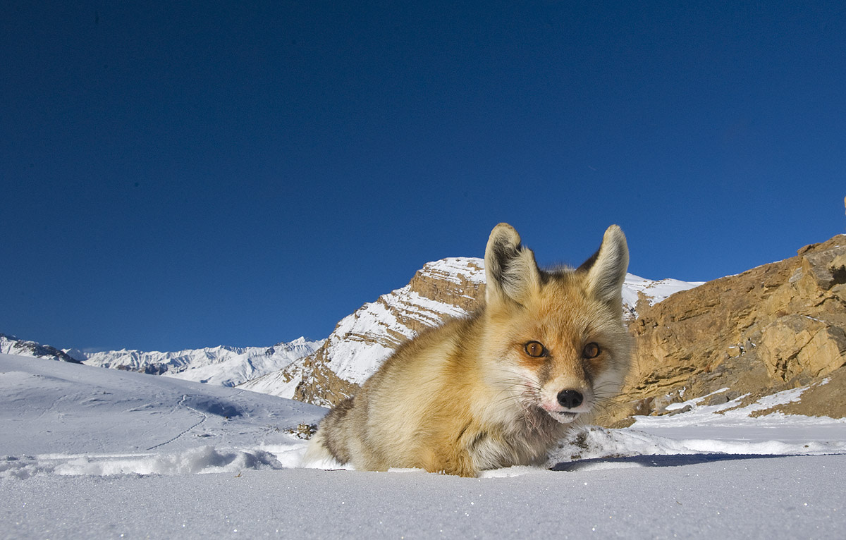 Red Fox in the Snow: Competition and Survival in the Himalayas