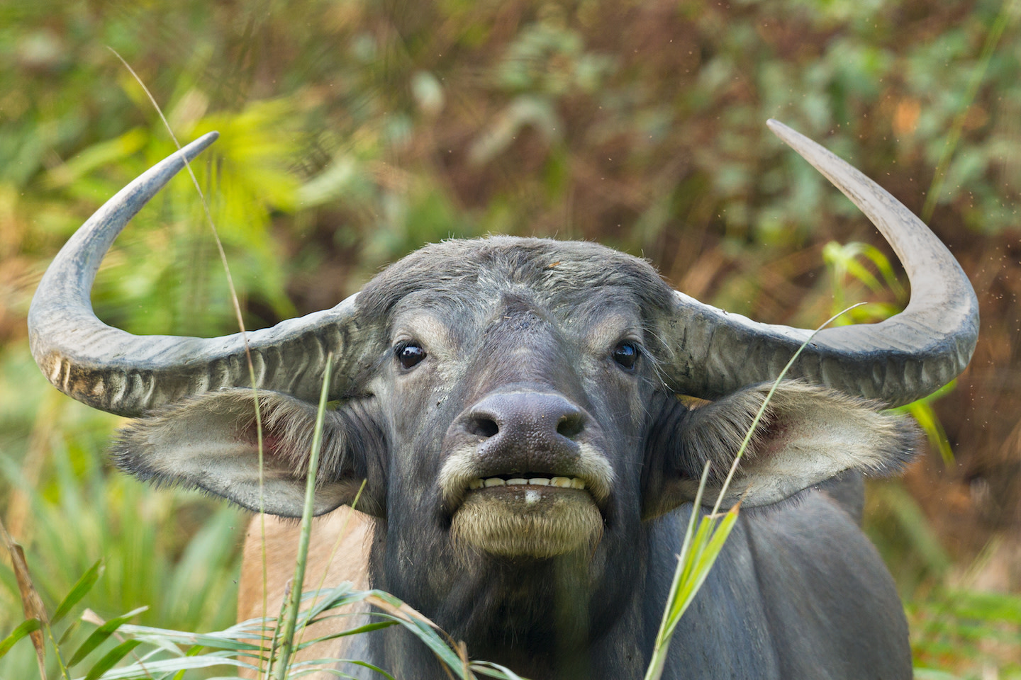 The Curious Incident of a Wild Water Buffalo in Panna