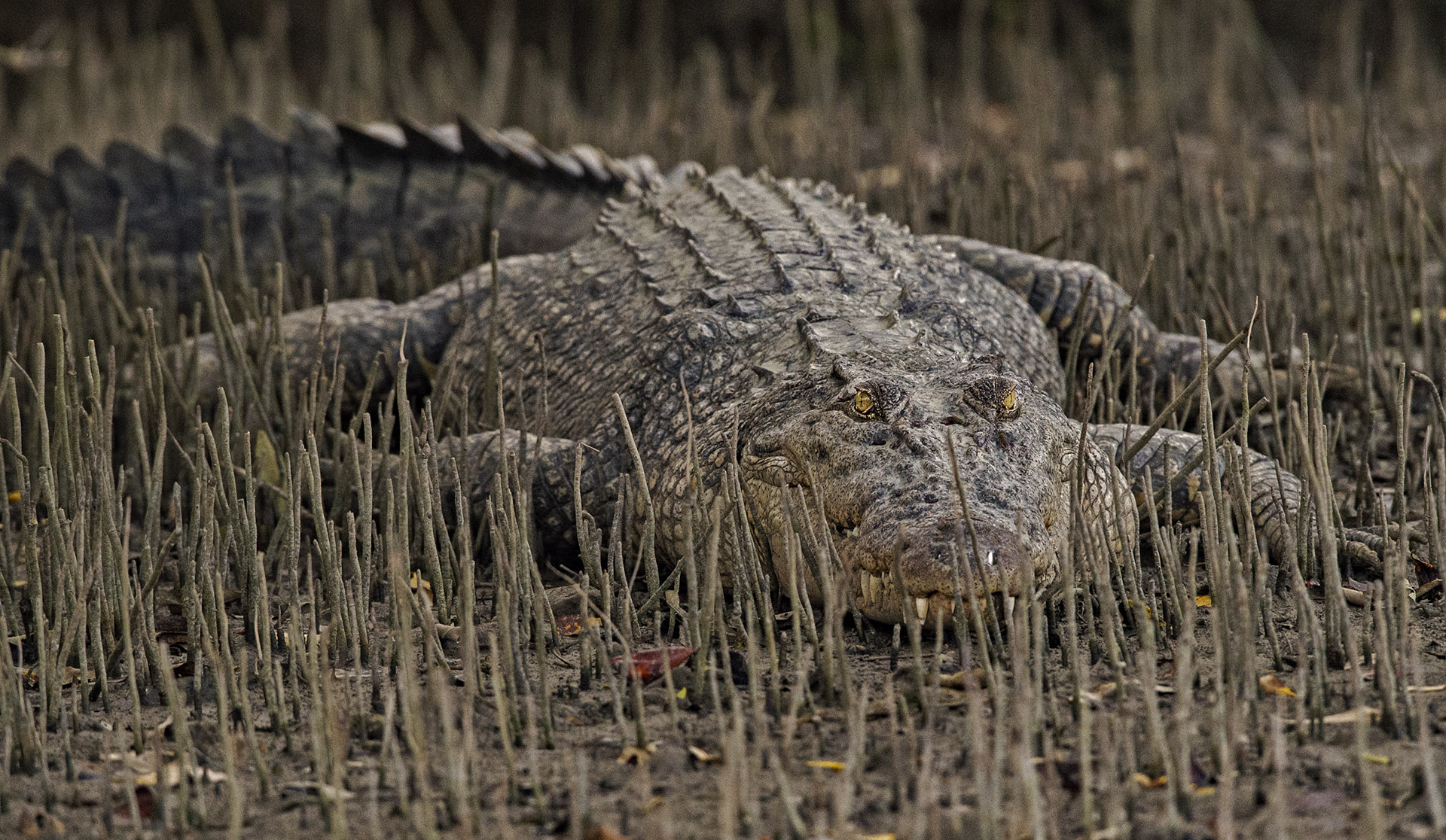 Croc Talk: Of Salt, Scales, and Swamps