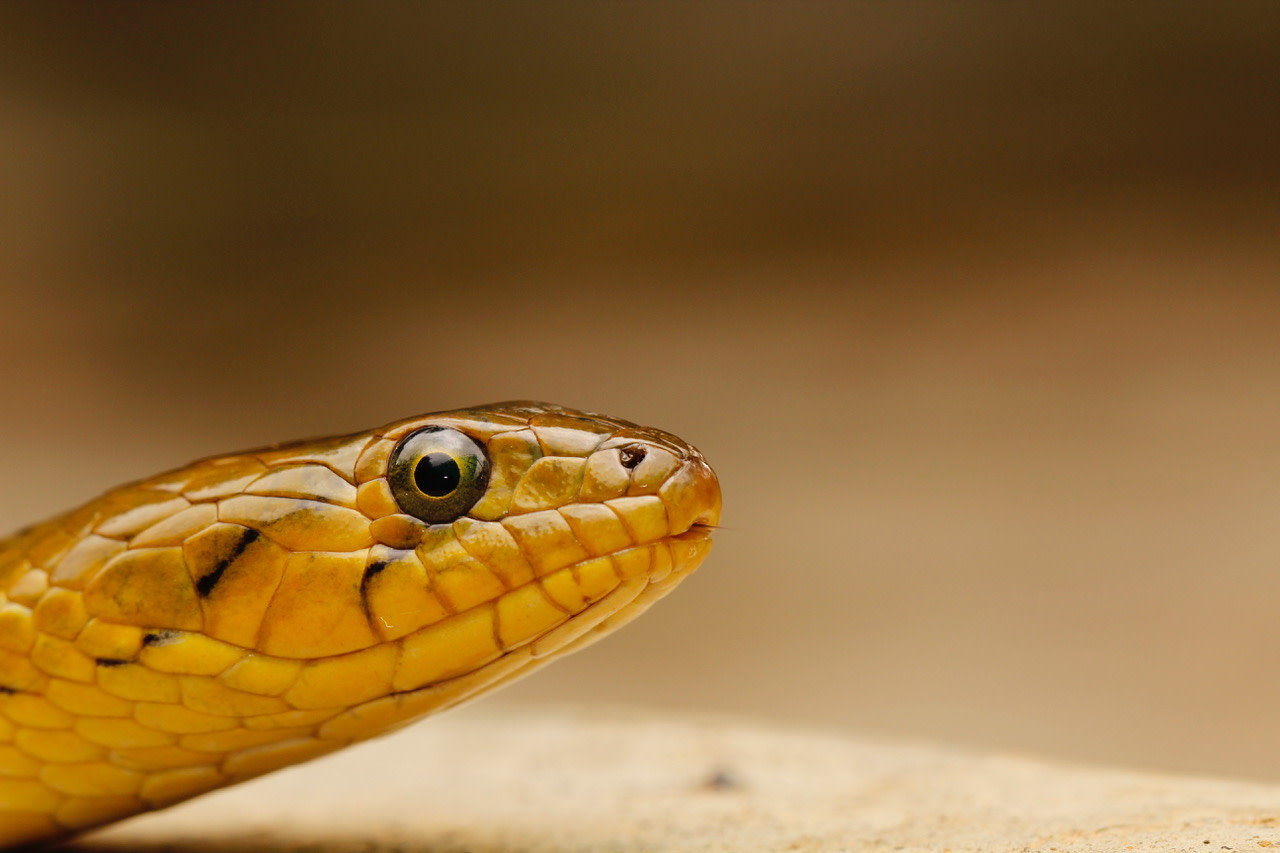 I Want It All: The Checkered Keelback’s Game Plan