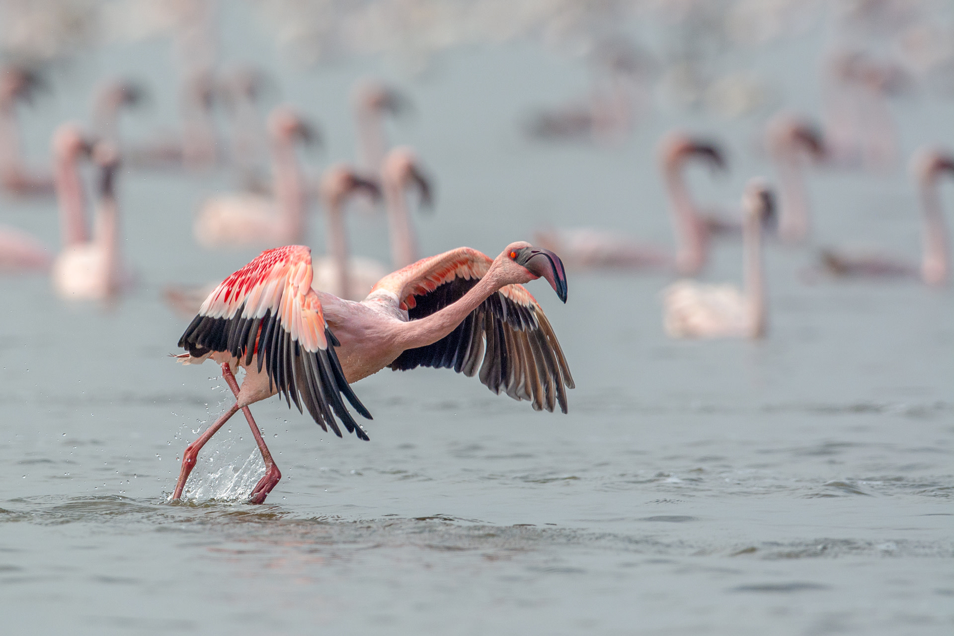 The Flamboyance of Maximum City at Thane Creek Flamingo Sanctuary