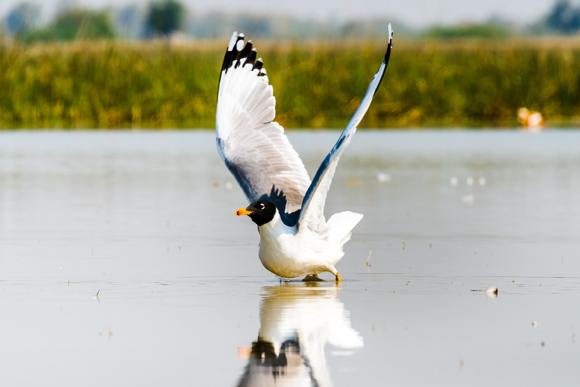 The Guide: Nalsarovar Bird Sanctuary