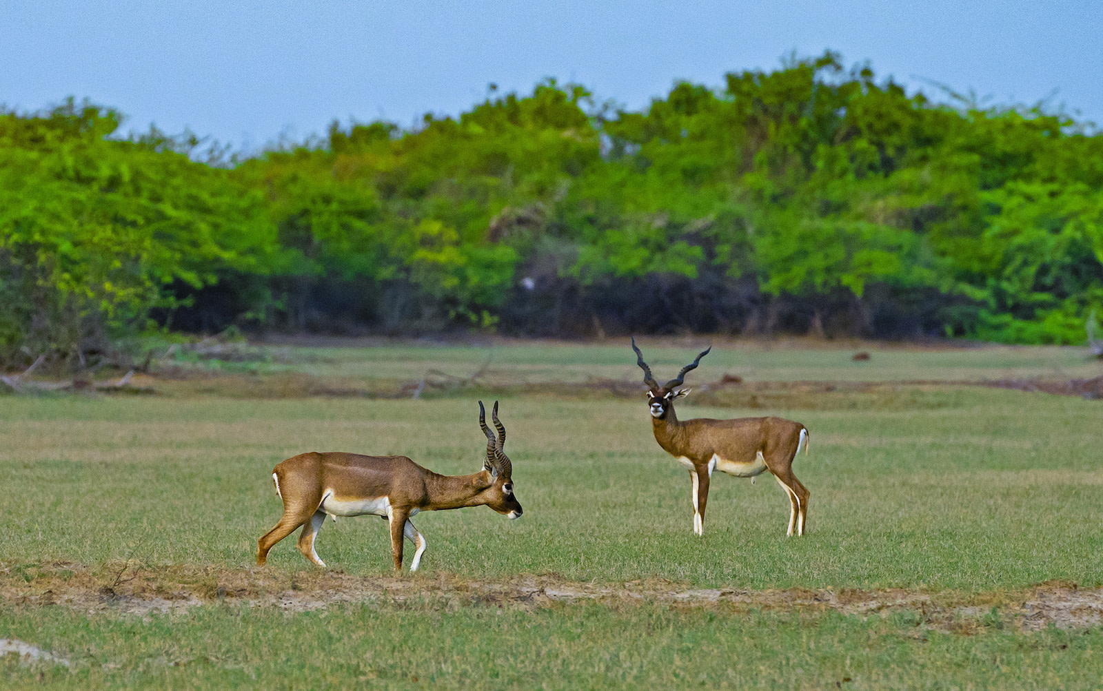 Blackbuck Beauties at the Point of Protection