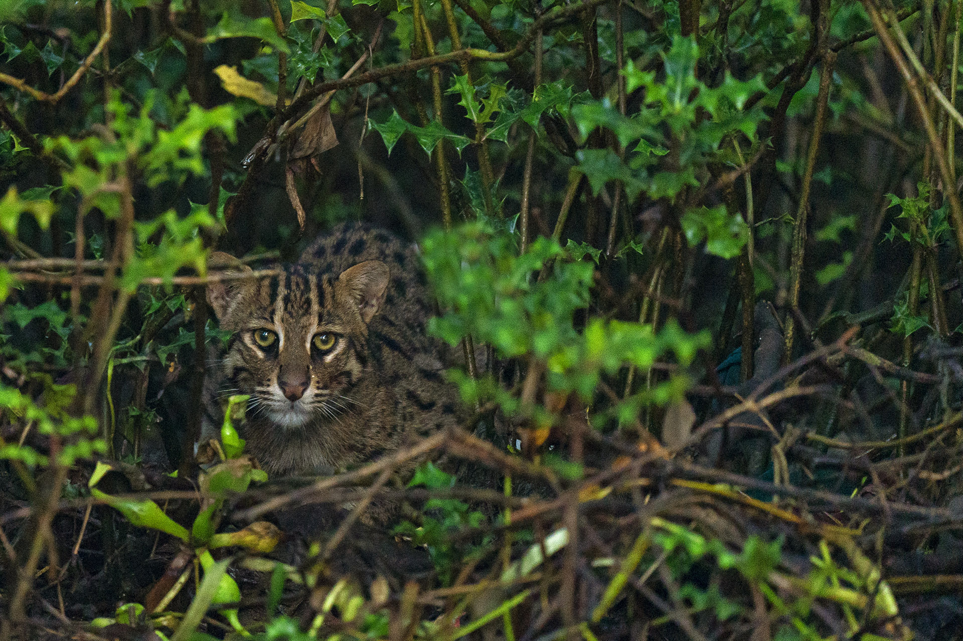 Hunter Among the Mangroves: The Fishing Cat of Coringa