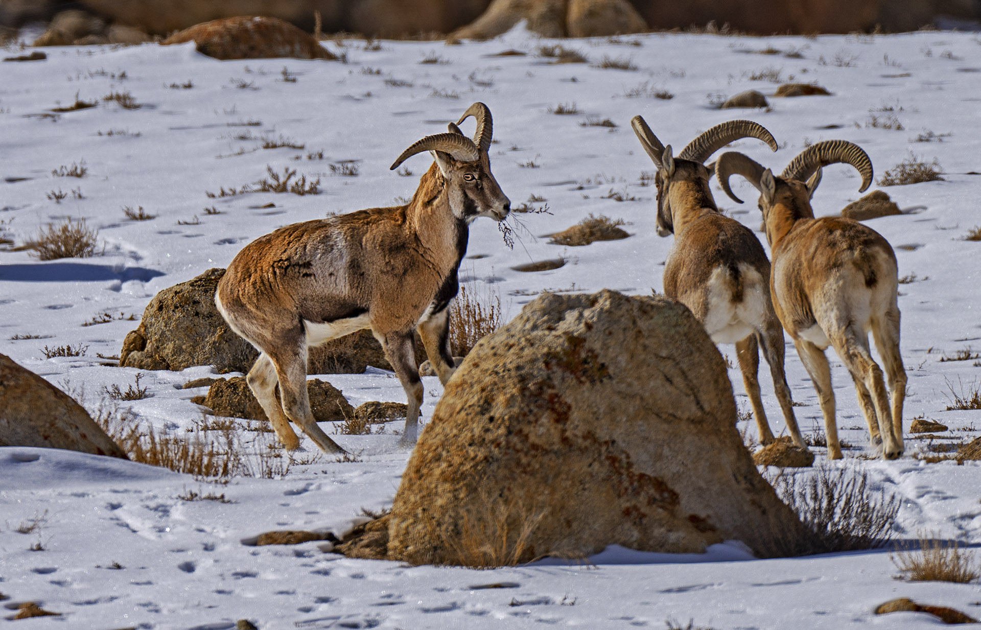 Cross Connections: The Story of Humans, Urial, and their Kin