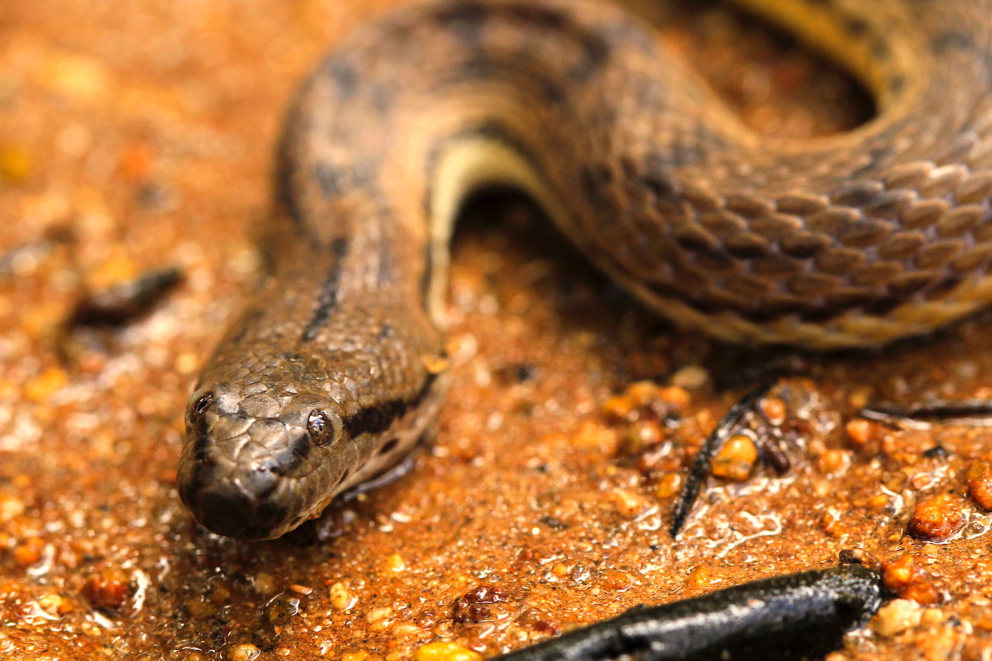 Dog-faced Water Snake: Sludge and Salt in the Intertidal Zone