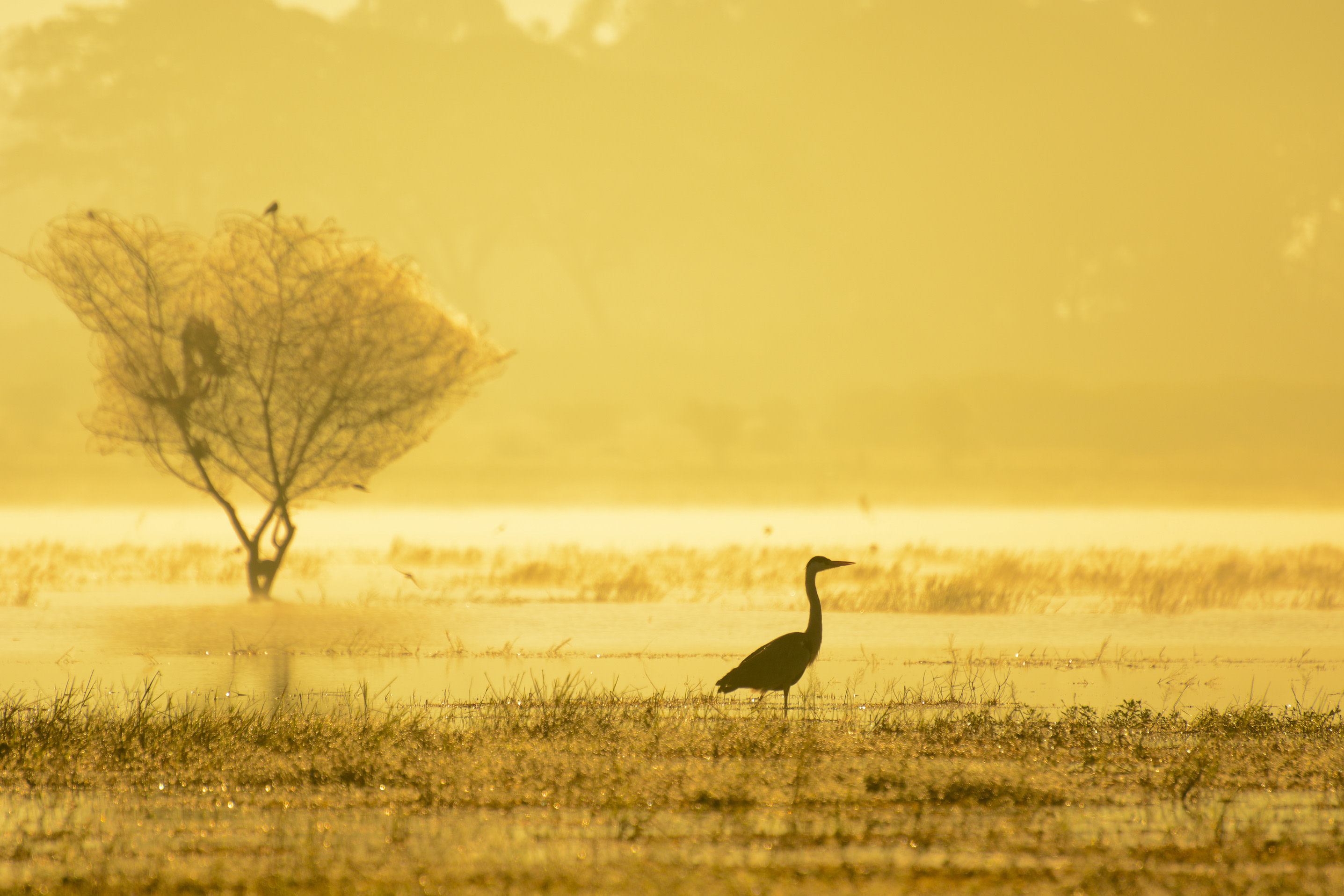 Hesaraghatta Lake and the Savannah of Silicon City