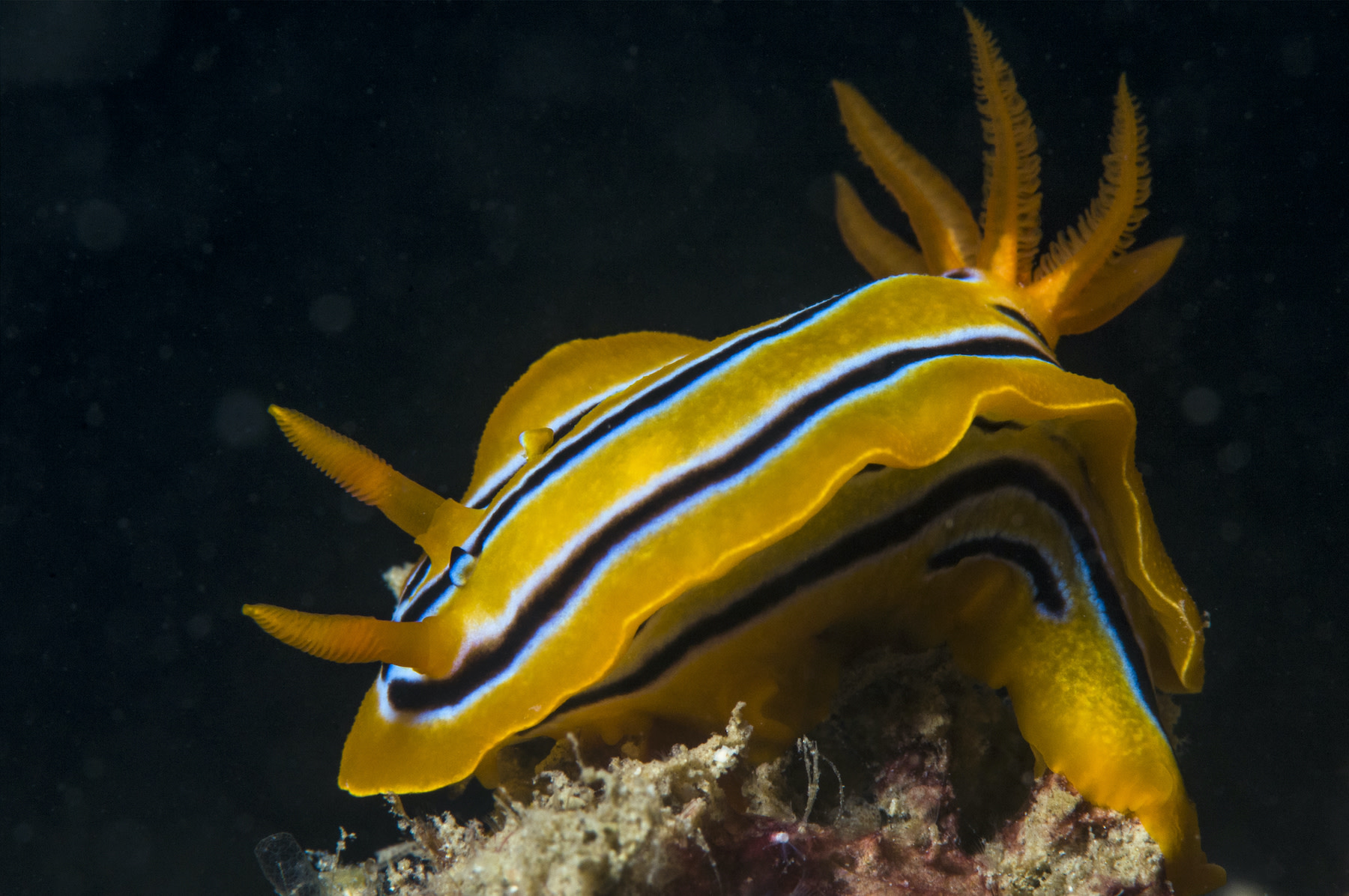 The Fabulous, Functional World of Sea Slugs