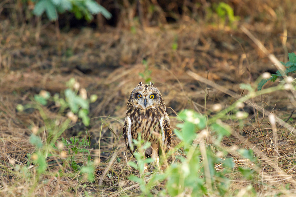 Pussyfooting Parliamentarians: Short-eared Owls in the Little Rann