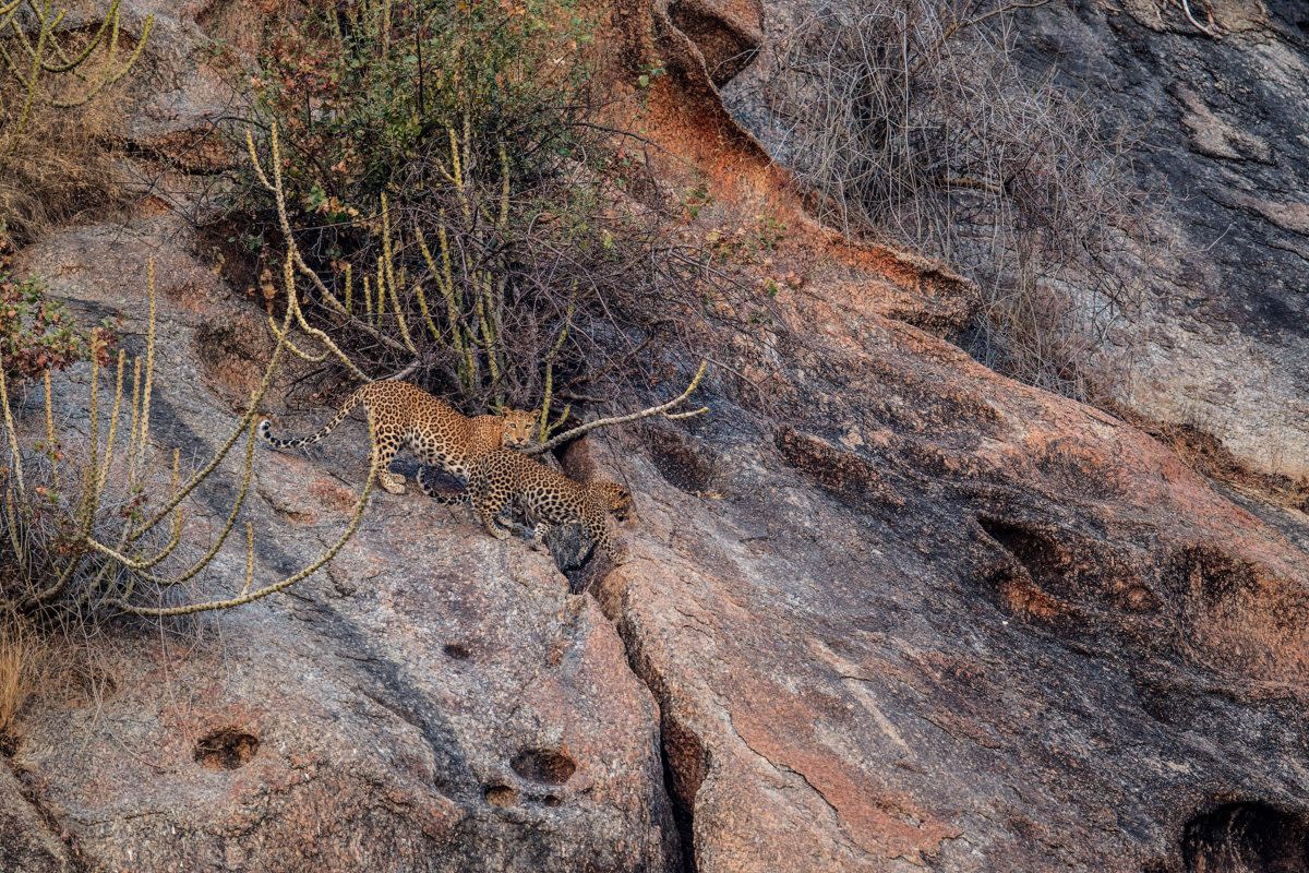 Unregulated Leopard Tourism Worries Conservationists