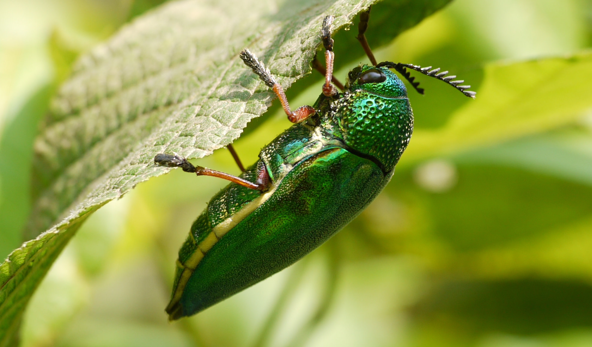 Cryptic Splendour in Jewel Beetle Finery