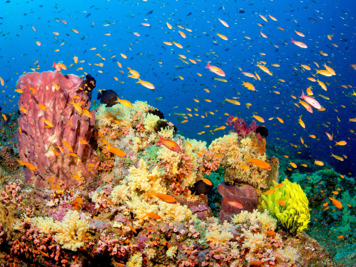 Fishy Phenomena: Sex on the Reef