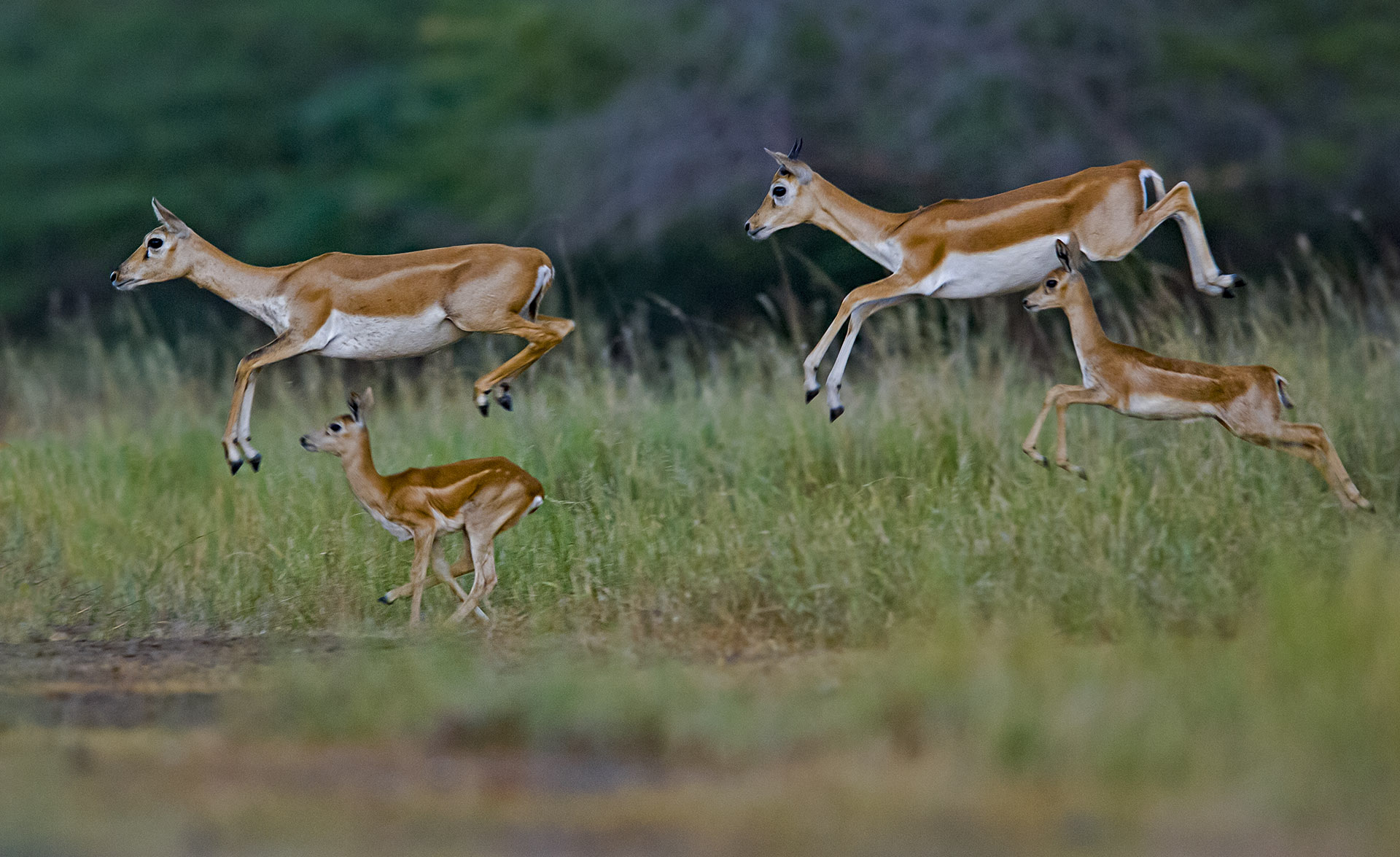 The Serengeti of Saurashtra: Sightings Abound at the Blackbuck National Park in Gujarat