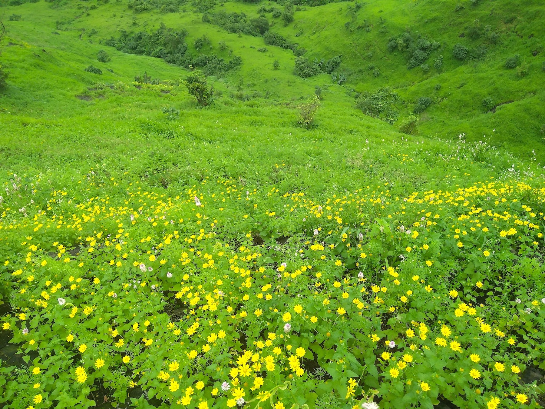 Kharghar’s Hills are Alive with the Sound of Birdsong