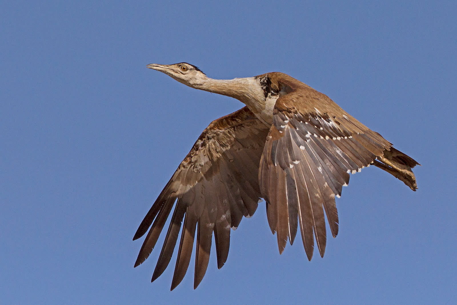 Great Indian Bustard: Love in the Time of Habitat Loss