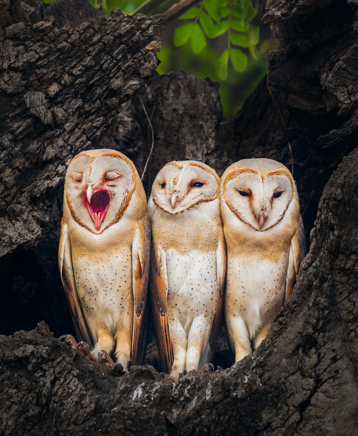 Lockdown Lessons in Human-Animal Coexistence