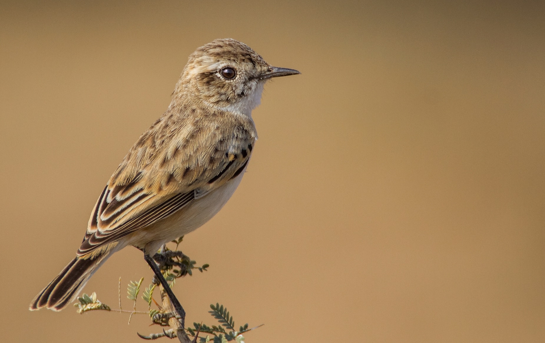 White-browed Bushchat: The Enigmatic Desert Dancer