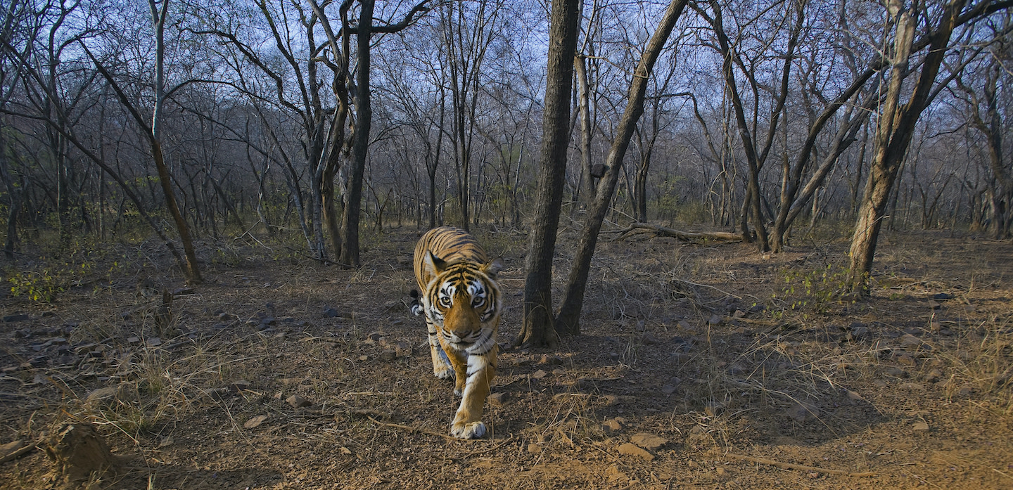 An Inconvenient Truth: Tiger Conservation Beyond Protected Areas