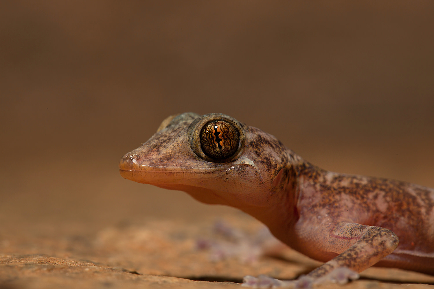 Dazzled by the Golden Gecko: Dainty Lizard of the Ruins