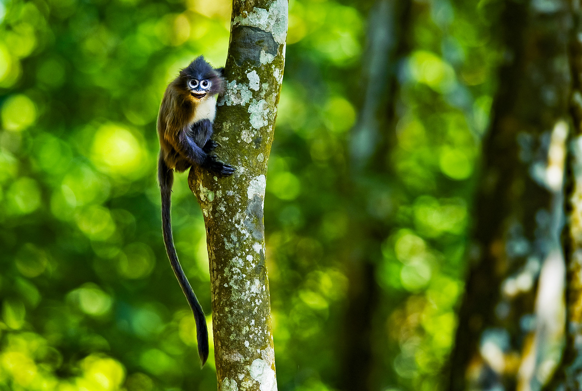 Phayre’s Langur: A Future Denied