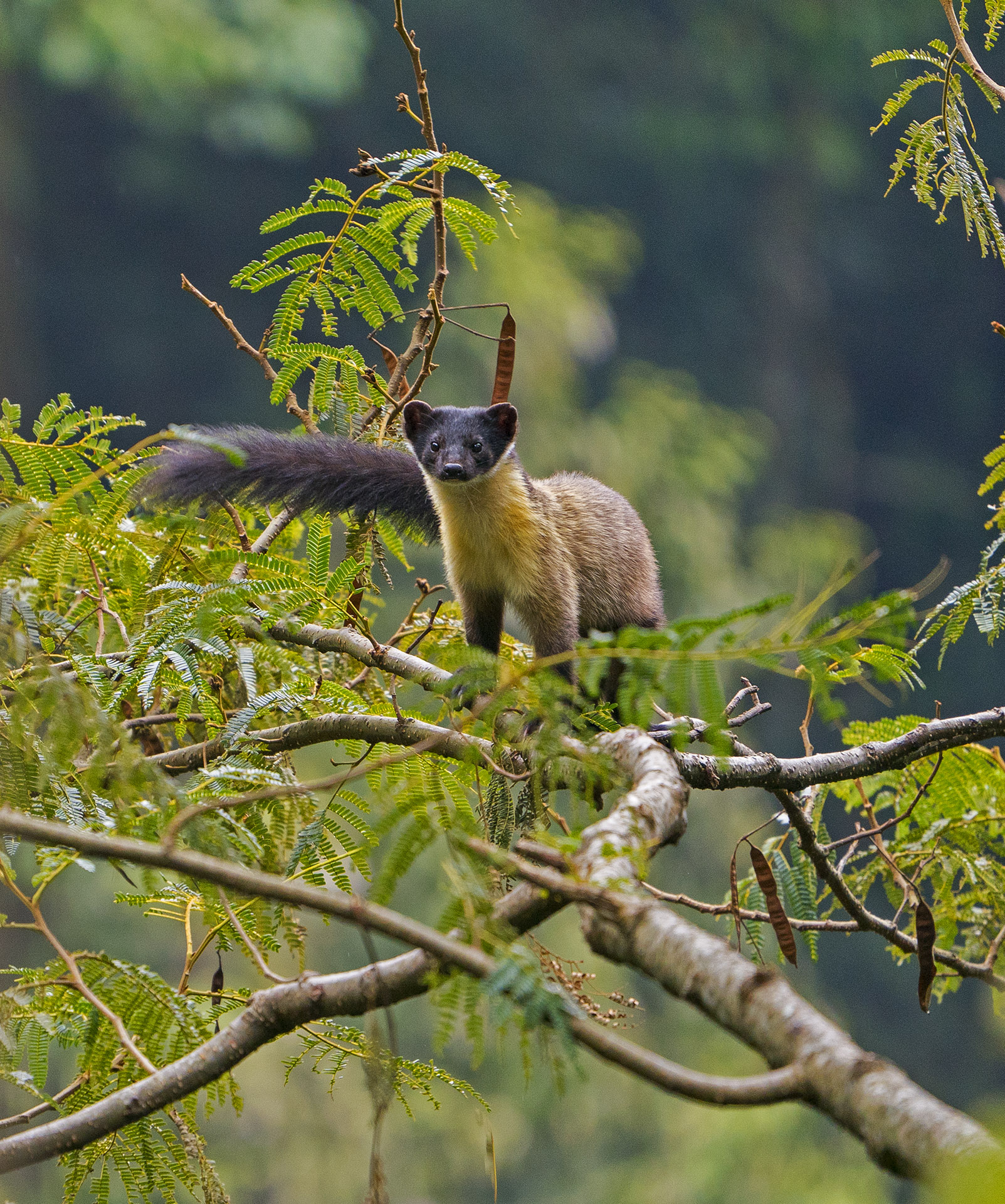 Yellow-throated Marten: Feisty, Fearless Predator of the Himalayas