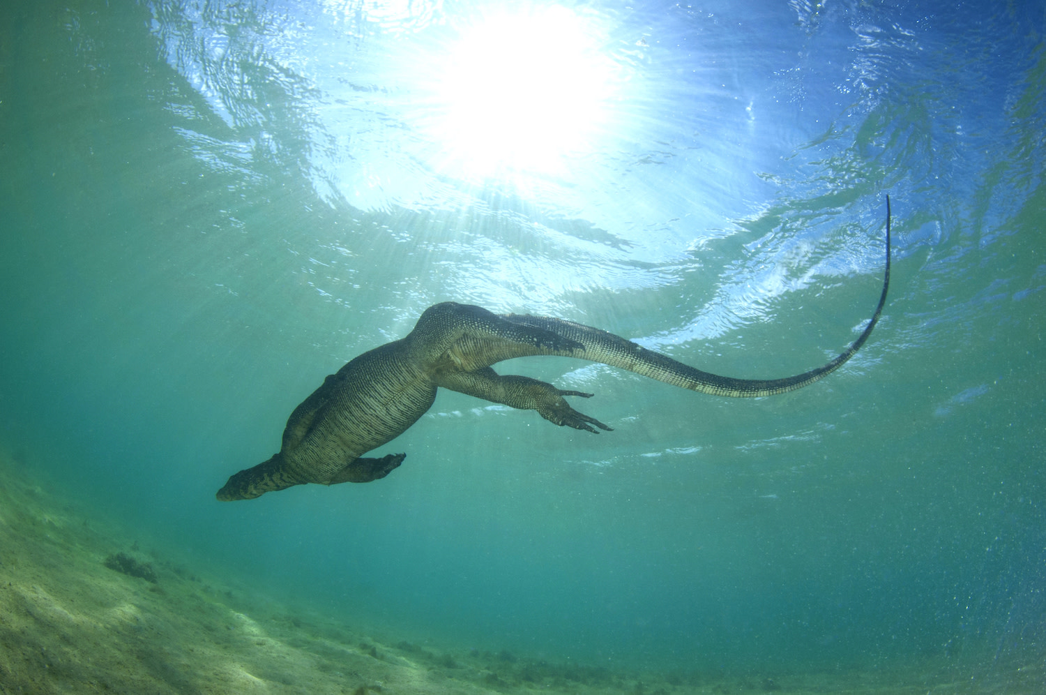 Island Fever: A Lifelong Obsession with the Andaman and Nicobar Islands