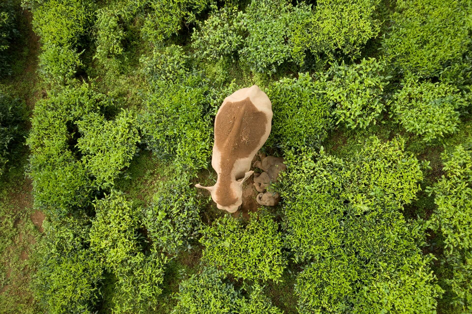 Natural Habitats Under Attack: Conservation of Elephants and other Animals