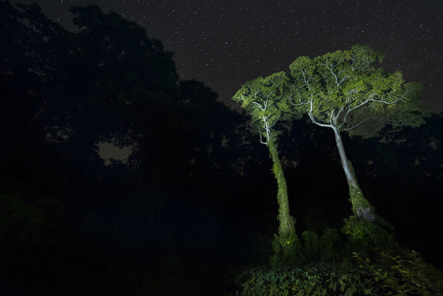 Inhaling the Scents of a Forest