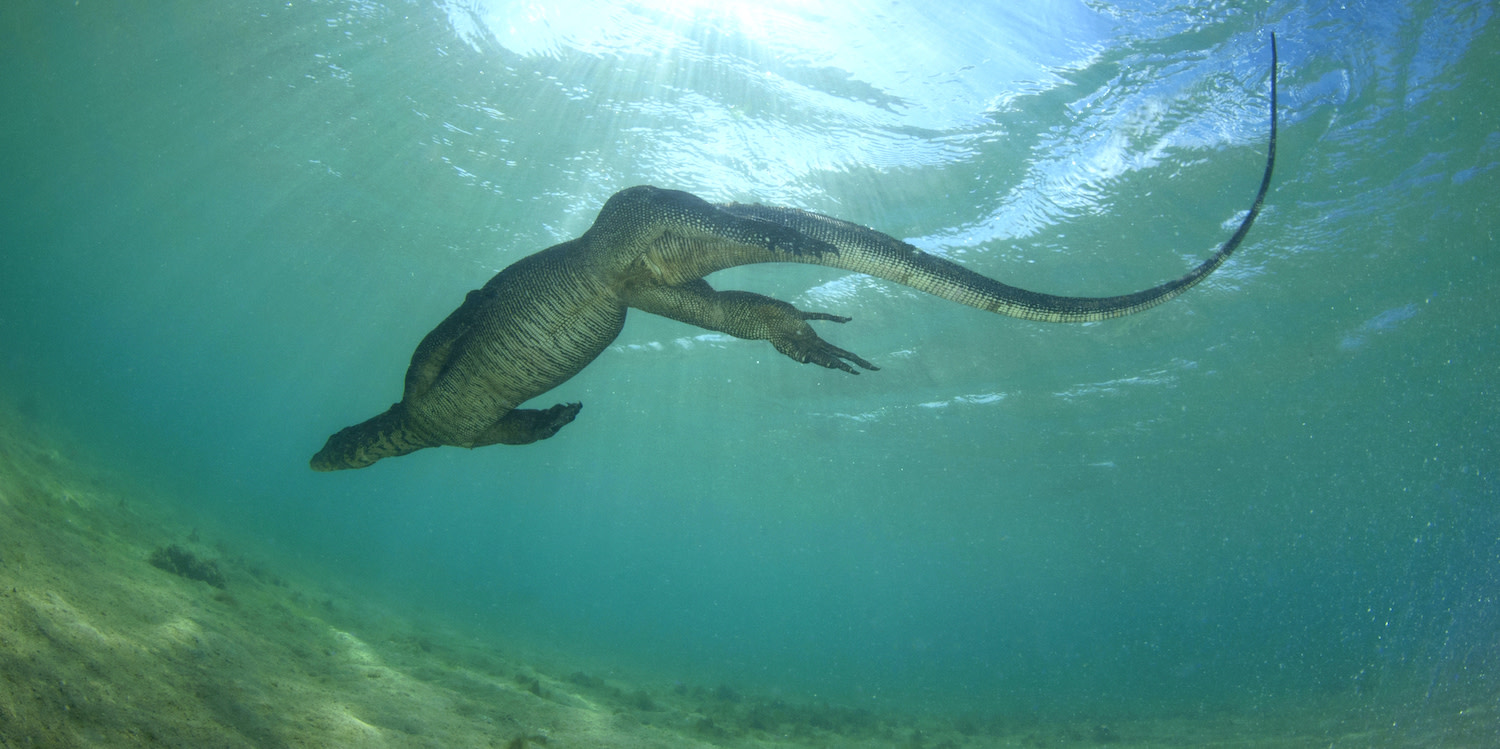 Island Fever: A Lifelong Obsession with the Andaman and Nicobar Islands