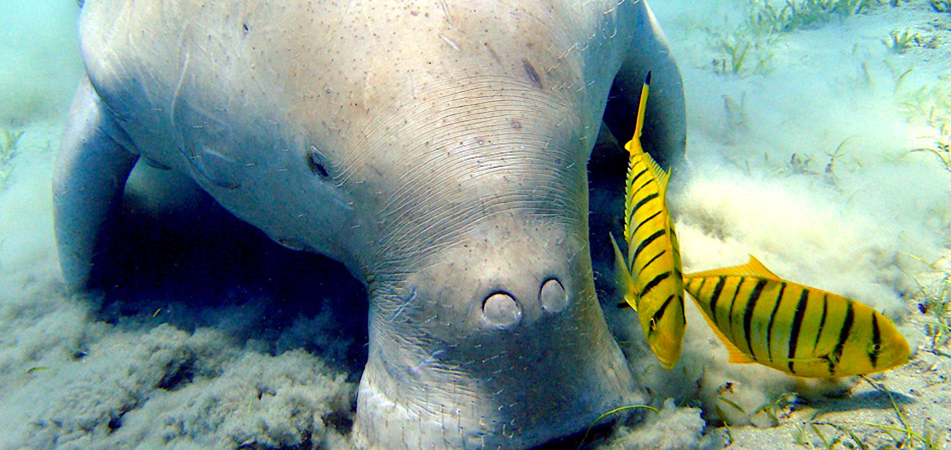 Fish Workers Critical to Saving Dugongs and Their Seagrass Habitat