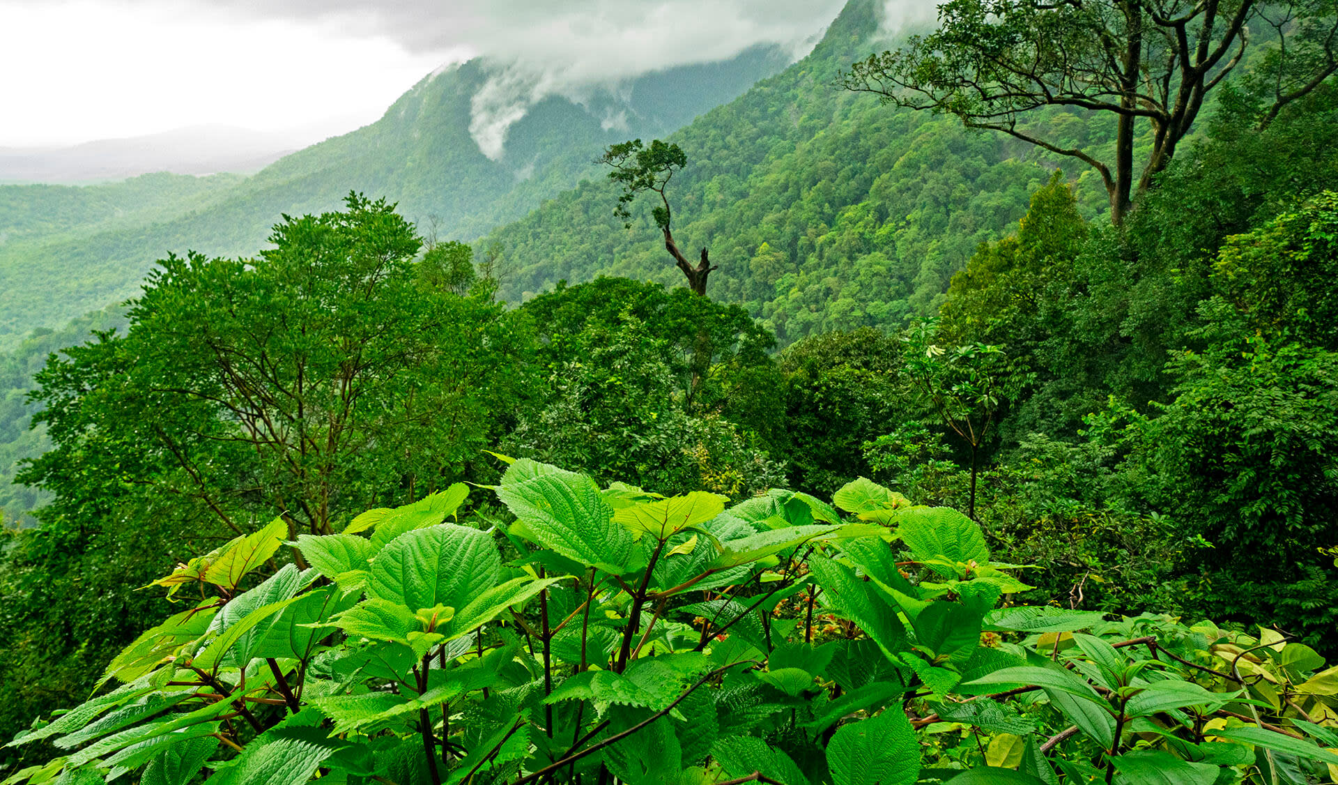A Secret Forest: The Hidden Lives of Agumbe