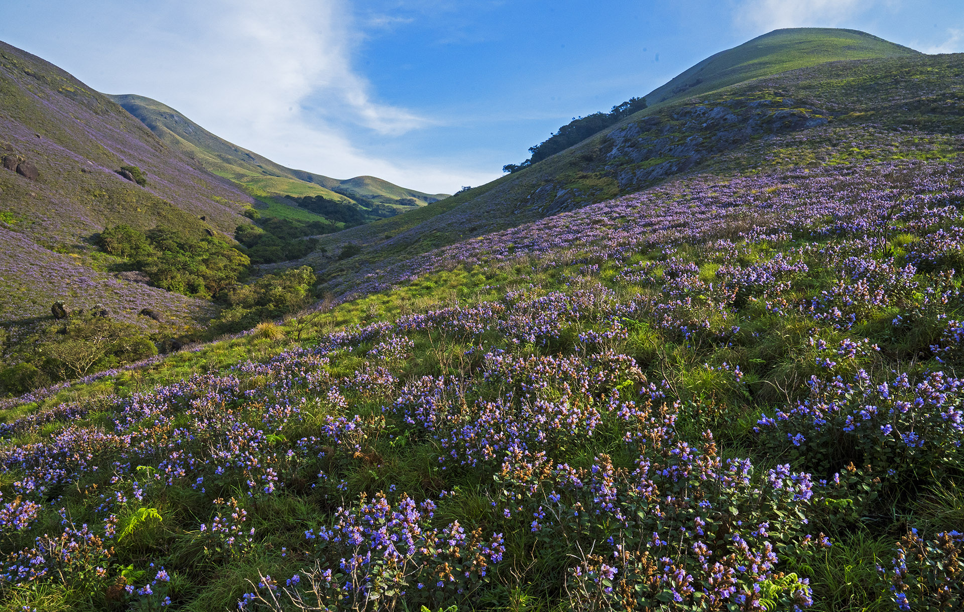 The Blue Mountains: Love and Longing for the Shola Grasslands