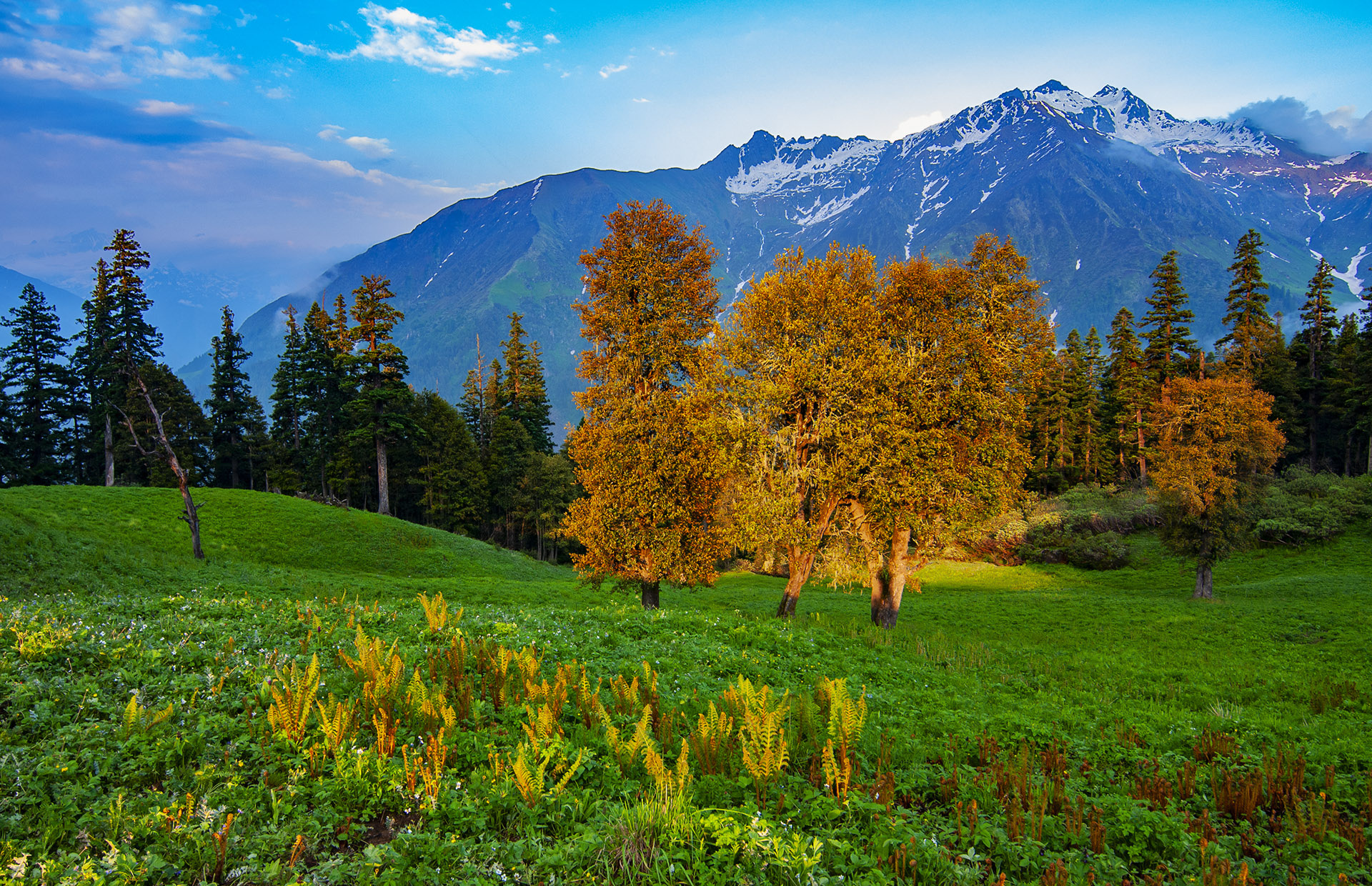 In Search of a Panacea: Herb Collection in the Himalayas
