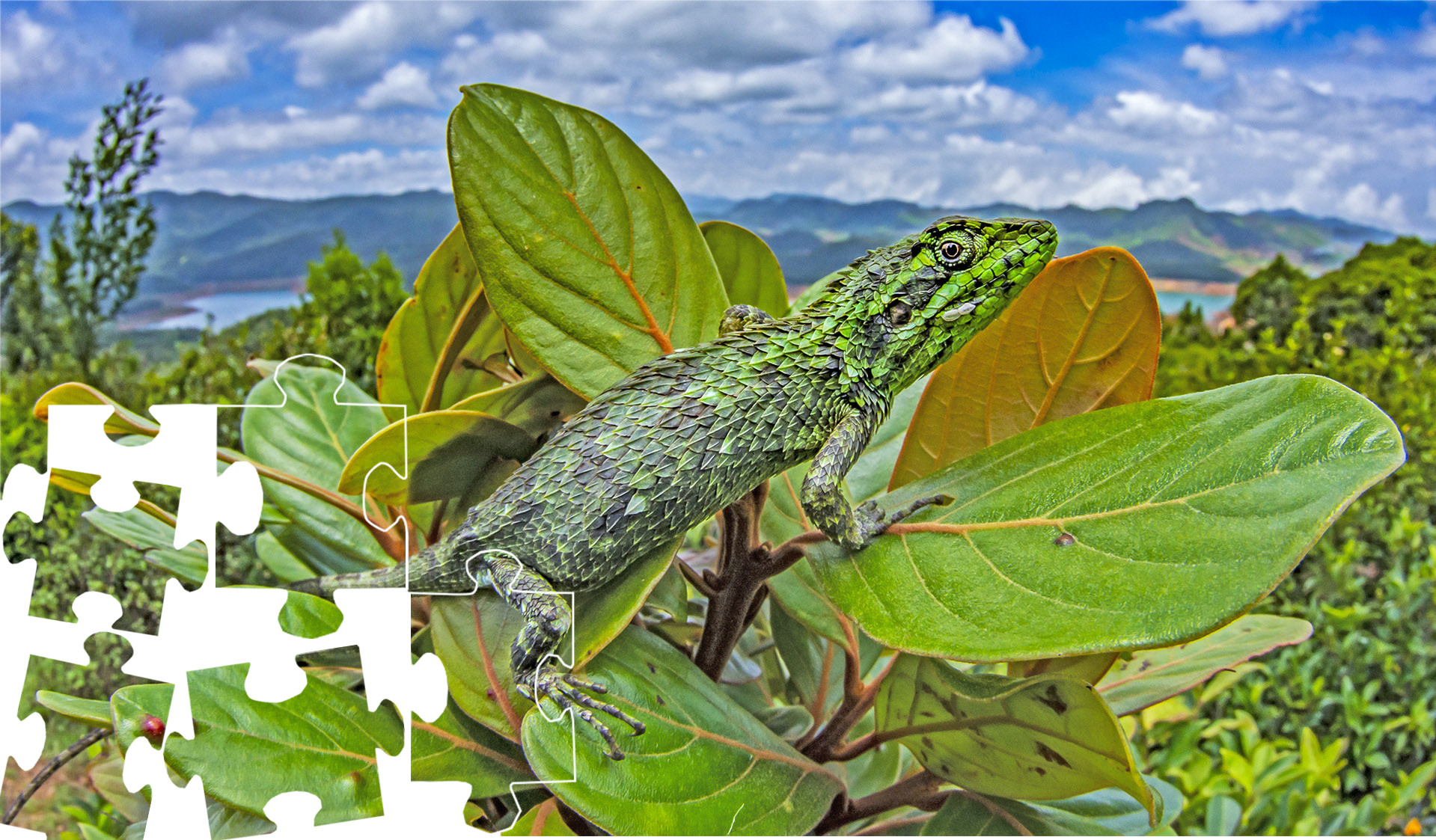 Jigsaw: The checkered lizard with a gorgeous view