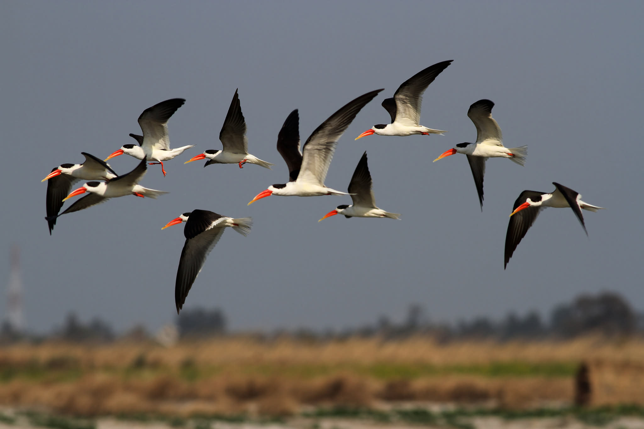 Nest Protectors Hope to Secure the Indian Skimmer’s Future