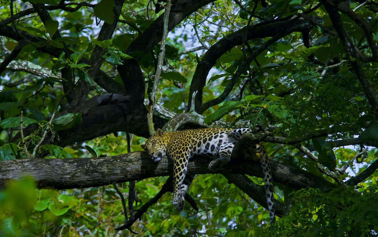 How to Savour a Forest: Gratitude for the Abundance of Nagarhole National Park