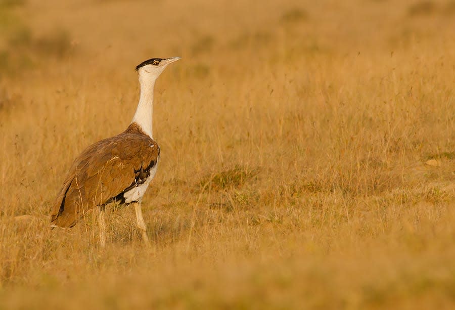 Garnering Community Support for the Great Indian Bustard