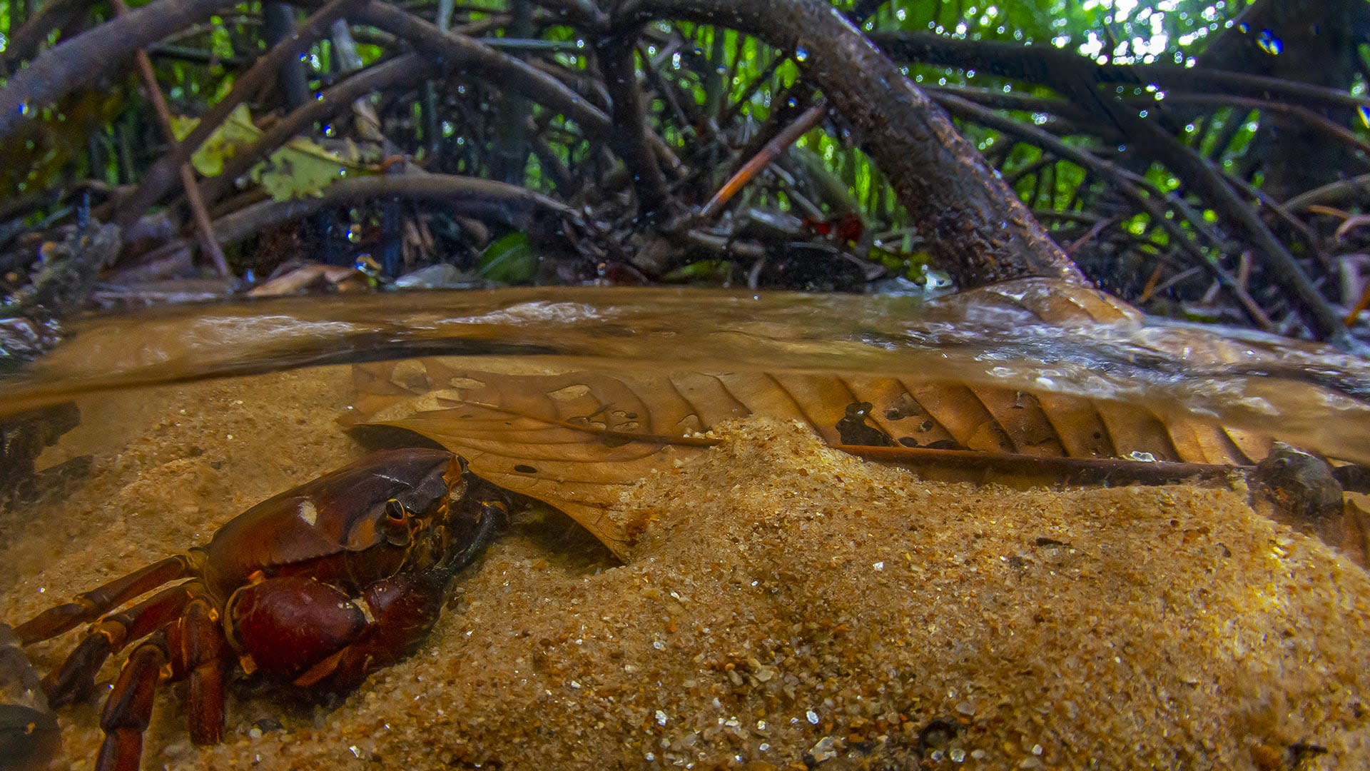 Dark Waters: The Disappearing Myristica Swamps