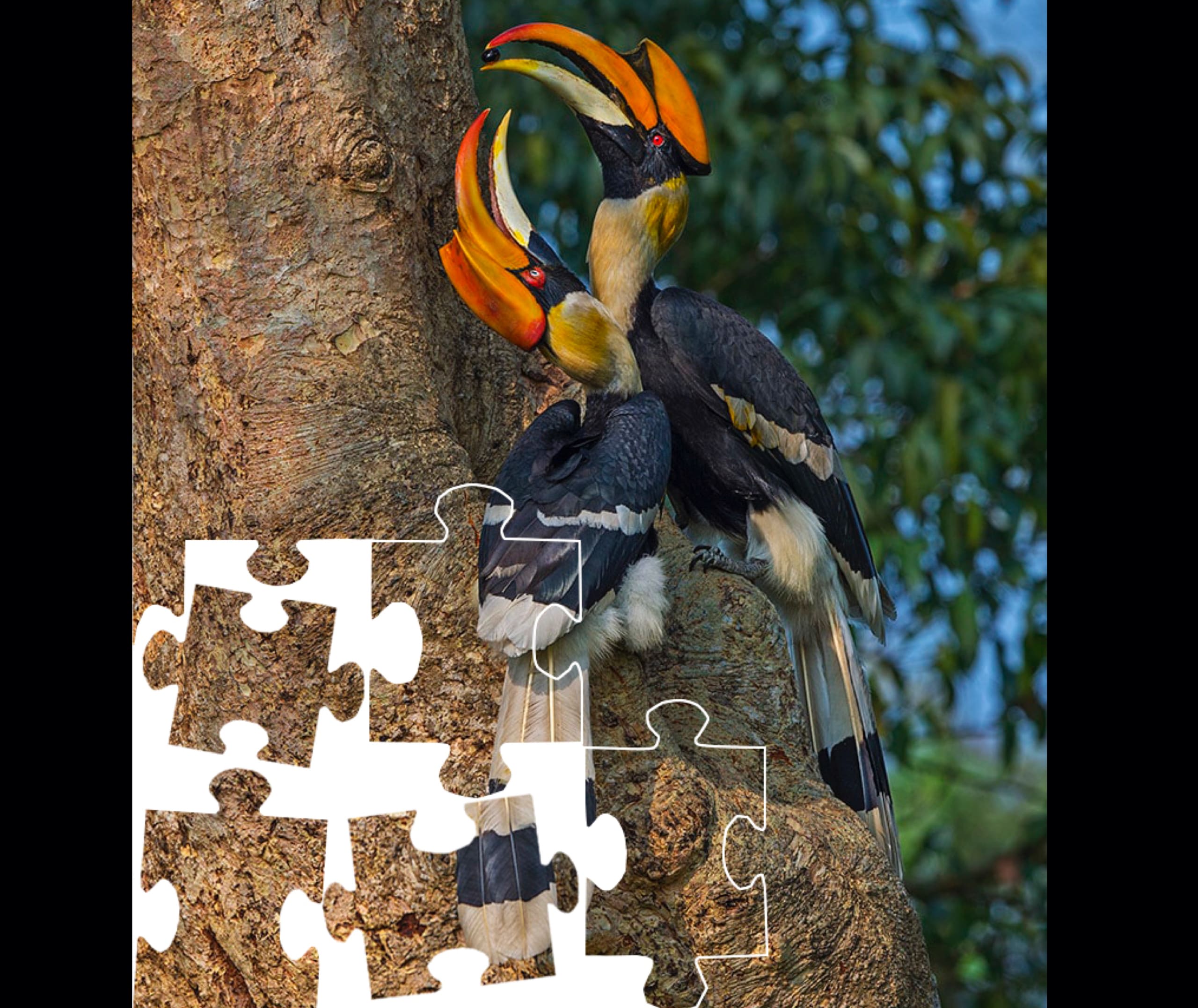 Wildlife Puzzle: The Hornbill and its One Great Love